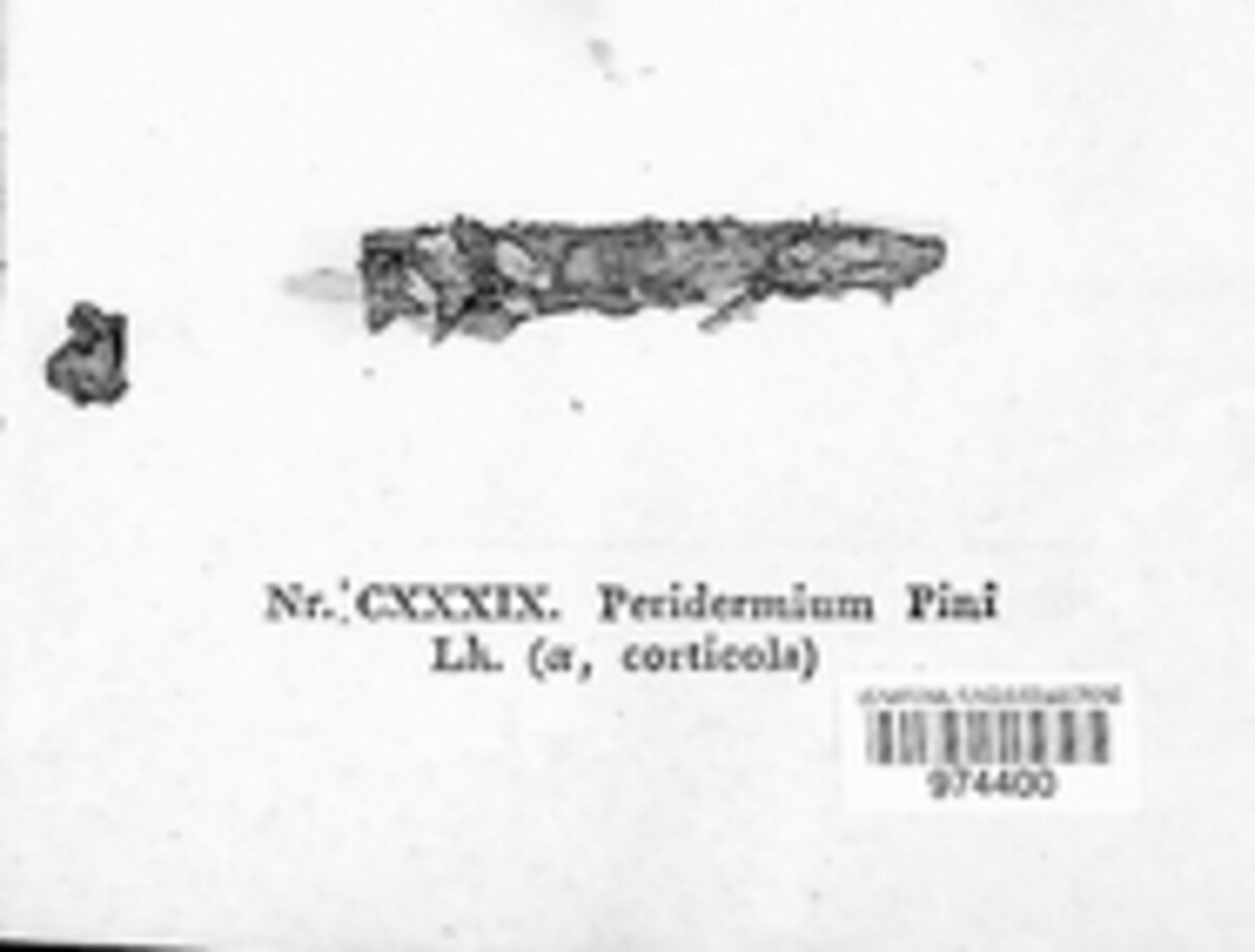 Cronartium pini image